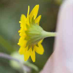 Baker's Goldfields(Lasthenia californica)