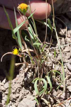 Baker's Goldfields(Lasthenia californica)