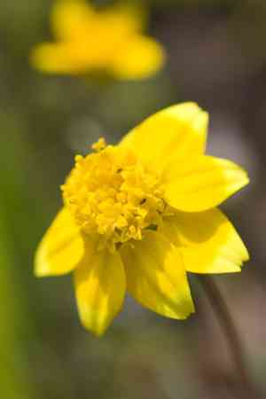 Baker's Goldfields(Lasthenia californica)