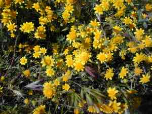 Baker's Goldfields(Lasthenia californica)