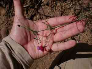 Cicercha purpurina(Lathyrus clymenum)
