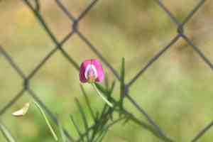 Cicercha purpurina(Lathyrus clymenum)