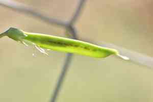 Cicercha purpurina(Lathyrus clymenum)