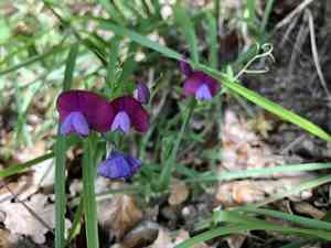 Cicercha purpurina(Lathyrus clymenum)