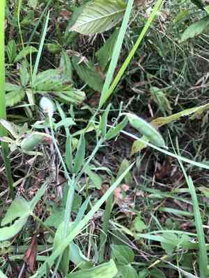 Caley pea(Lathyrus hirsutus)