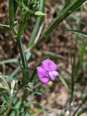 Caley pea(Lathyrus hirsutus)
