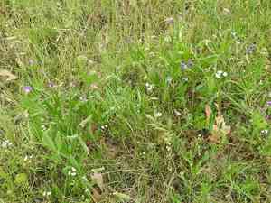 Caley pea(Lathyrus hirsutus)