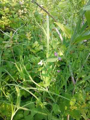 Caley pea(Lathyrus hirsutus)