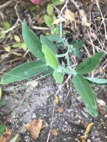 Perennial pea(Lathyrus latifolius)