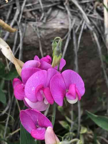 Perennial pea(Lathyrus latifolius)