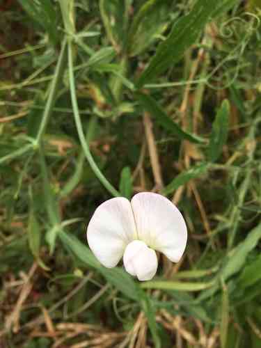 Perennial pea(Lathyrus latifolius)