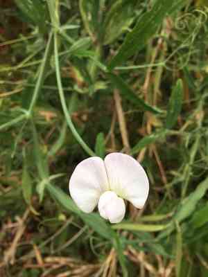 Perennial pea(Lathyrus latifolius)