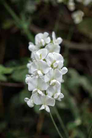 Perennial pea(Lathyrus latifolius)