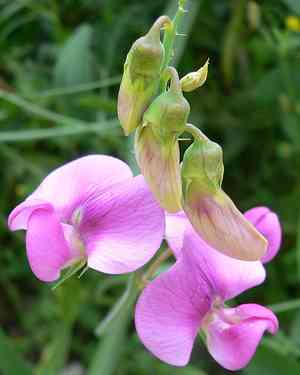 Perennial pea(Lathyrus latifolius)
