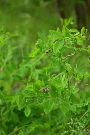 Black pea(Lathyrus niger)
