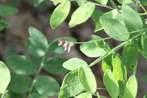 Black pea(Lathyrus niger)