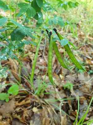 Black pea(Lathyrus niger)