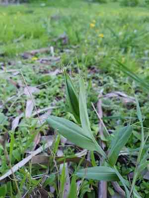 Cyprus vetch(Lathyrus ochrus)
