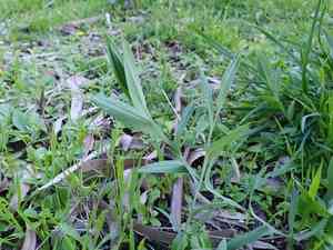 Cyprus vetch(Lathyrus ochrus)
