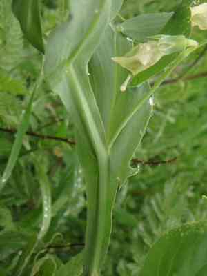 Cyprus vetch(Lathyrus ochrus)