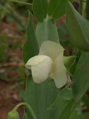 Cyprus vetch(Lathyrus ochrus)