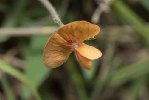Peavines (Lathyrus)(Lathyrus)