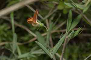 Peavines (Lathyrus)(Lathyrus)