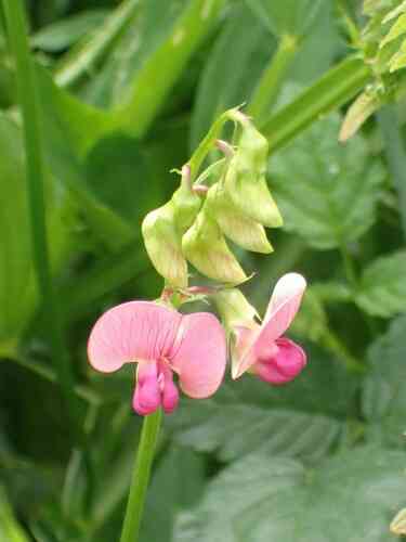 Peavines (Lathyrus)(Lathyrus)