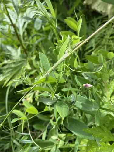 Peavines (Lathyrus)(Lathyrus)