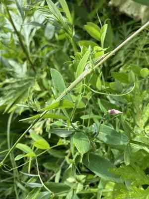 Peavines (Lathyrus)(Lathyrus)