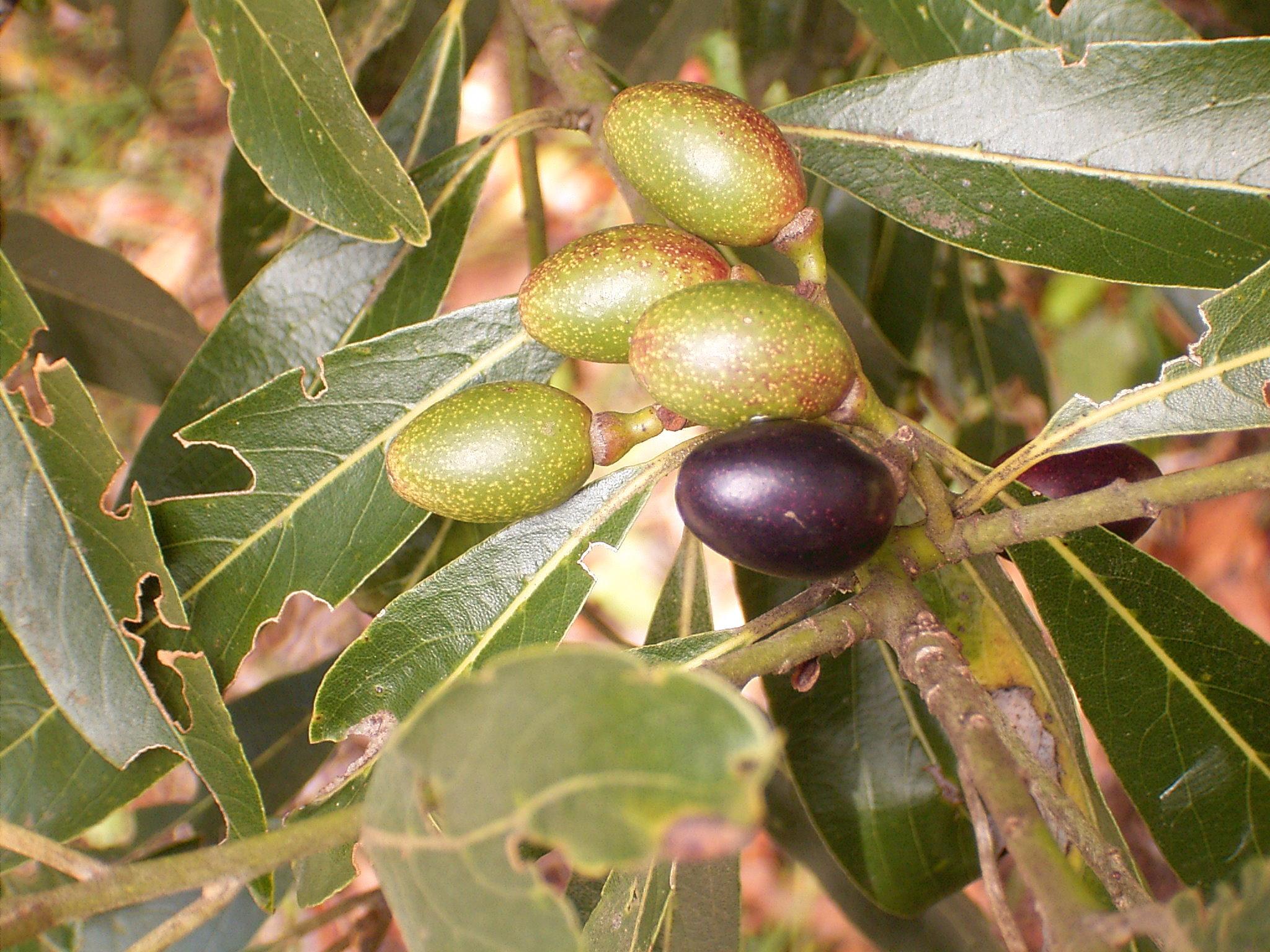 Laurus (Laurus) (Laurus) Care Guide: Pests, Diseases, Watering ...