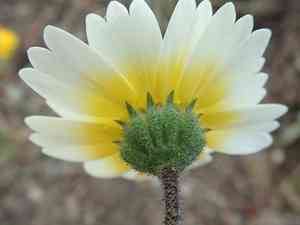 Woodland tidytips(Layia gaillardioides)