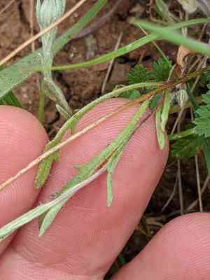 Woodland tidytips(Layia gaillardioides)