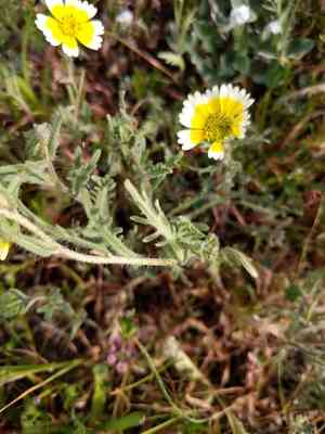 Woodland tidytips(Layia gaillardioides)