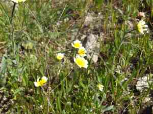 Woodland tidytips(Layia gaillardioides)