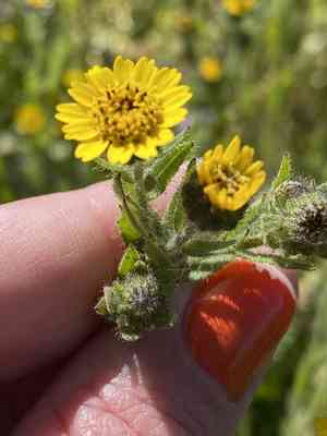 Tall tidytips(Layia hieracioides)