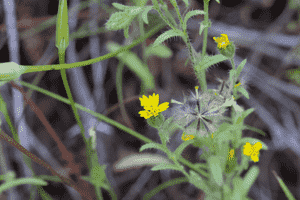 Tall tidytips(Layia hieracioides)