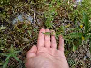 Tall tidytips(Layia hieracioides)