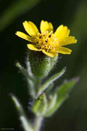 Tall tidytips(Layia hieracioides)