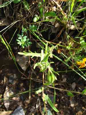 Sierra tidytips(Layia pentachaeta)