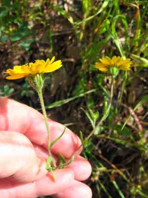 Sierra tidytips(Layia pentachaeta)