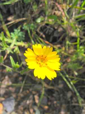 Sierra tidytips(Layia pentachaeta)
