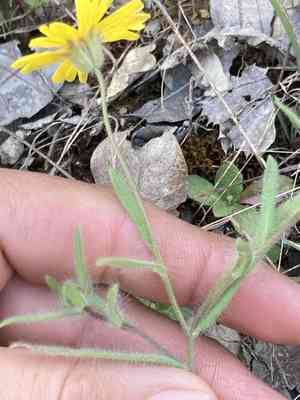 Sierra tidytips(Layia pentachaeta)