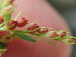 Thyme-leaf pinweed(Lechea minor)