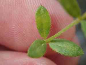 Thyme-leaf pinweed(Lechea minor)