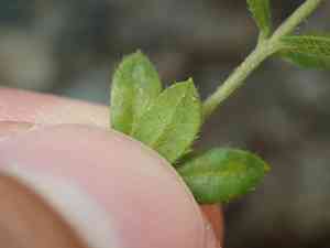 Thyme-leaf pinweed(Lechea minor)