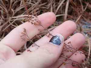 Pinweeds (Lechea)(Lechea)