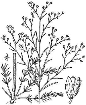 Pinweeds (Lechea)(Lechea)