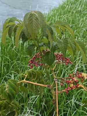 Leea(Leea guineensis)