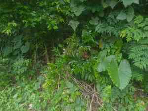 Leea(Leea guineensis)